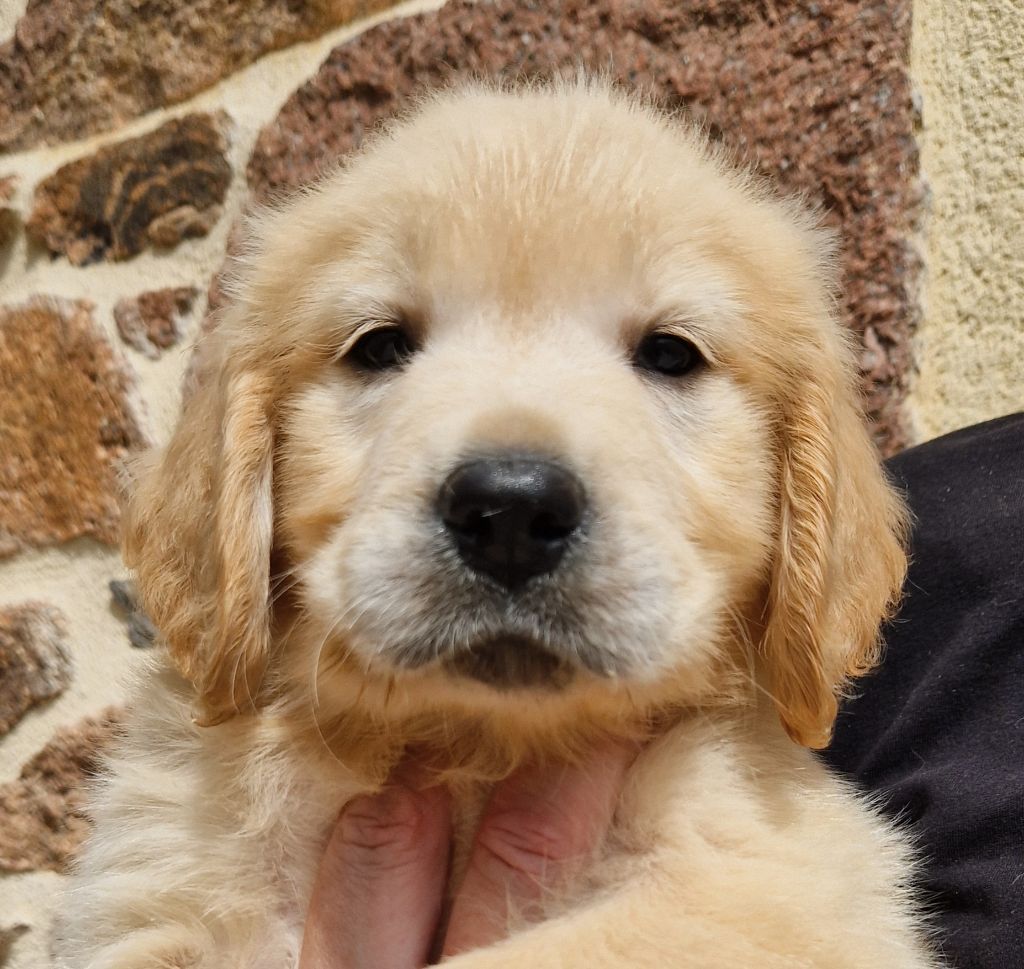 Des terres sacrees - Chiots disponibles - Golden Retriever