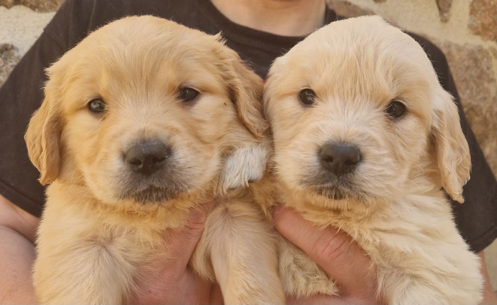 Des terres sacrees - Chiots disponibles - Golden Retriever