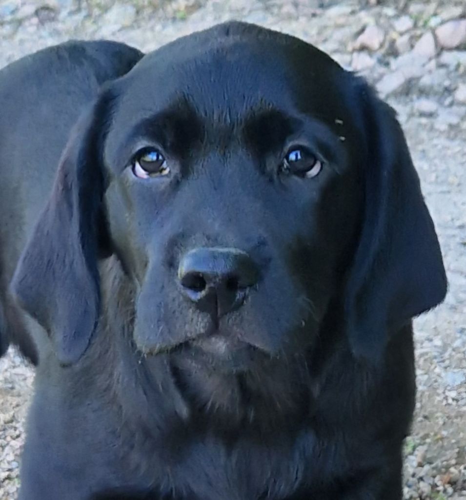 Des terres sacrees - Chiots disponibles - Labrador Retriever