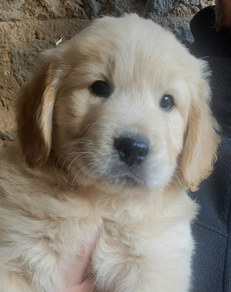 Chiot Golden Retriever Des terres sacrees