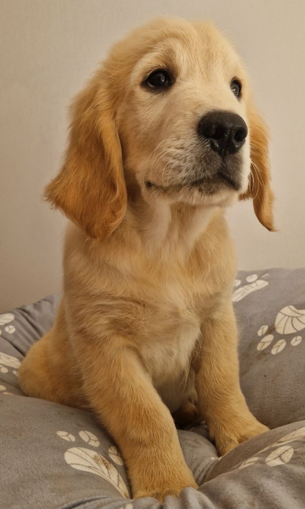 Des terres sacrees - Chiots disponibles - Golden Retriever