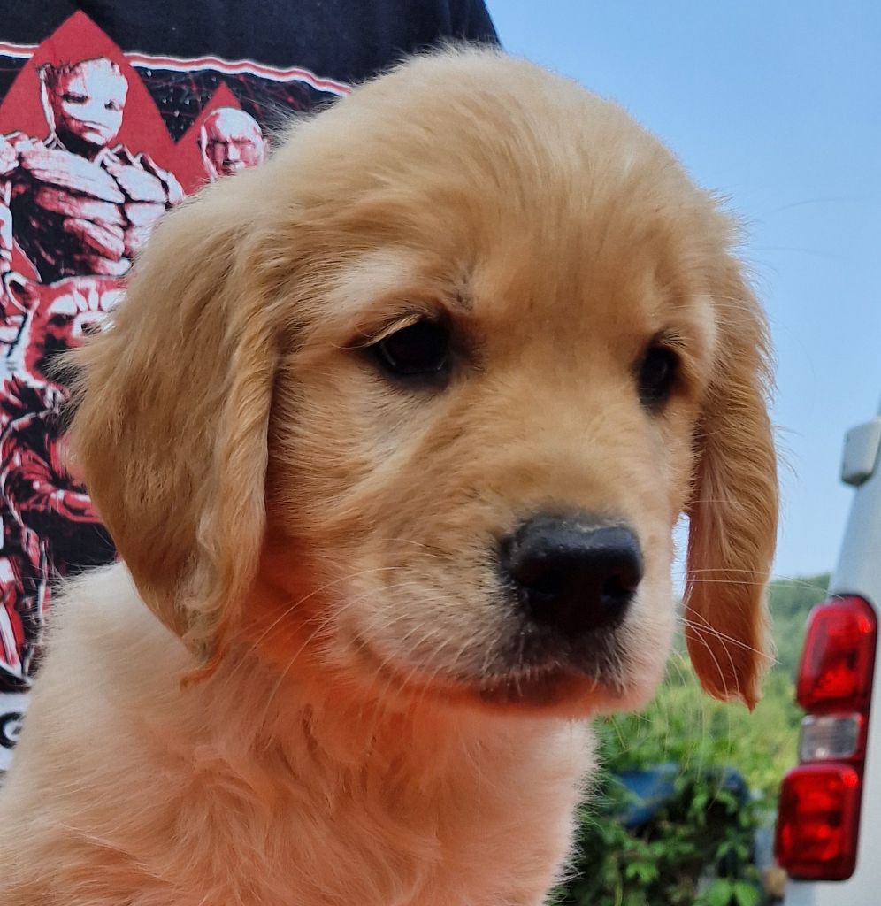 Des terres sacrees - Chiots disponibles - Golden Retriever