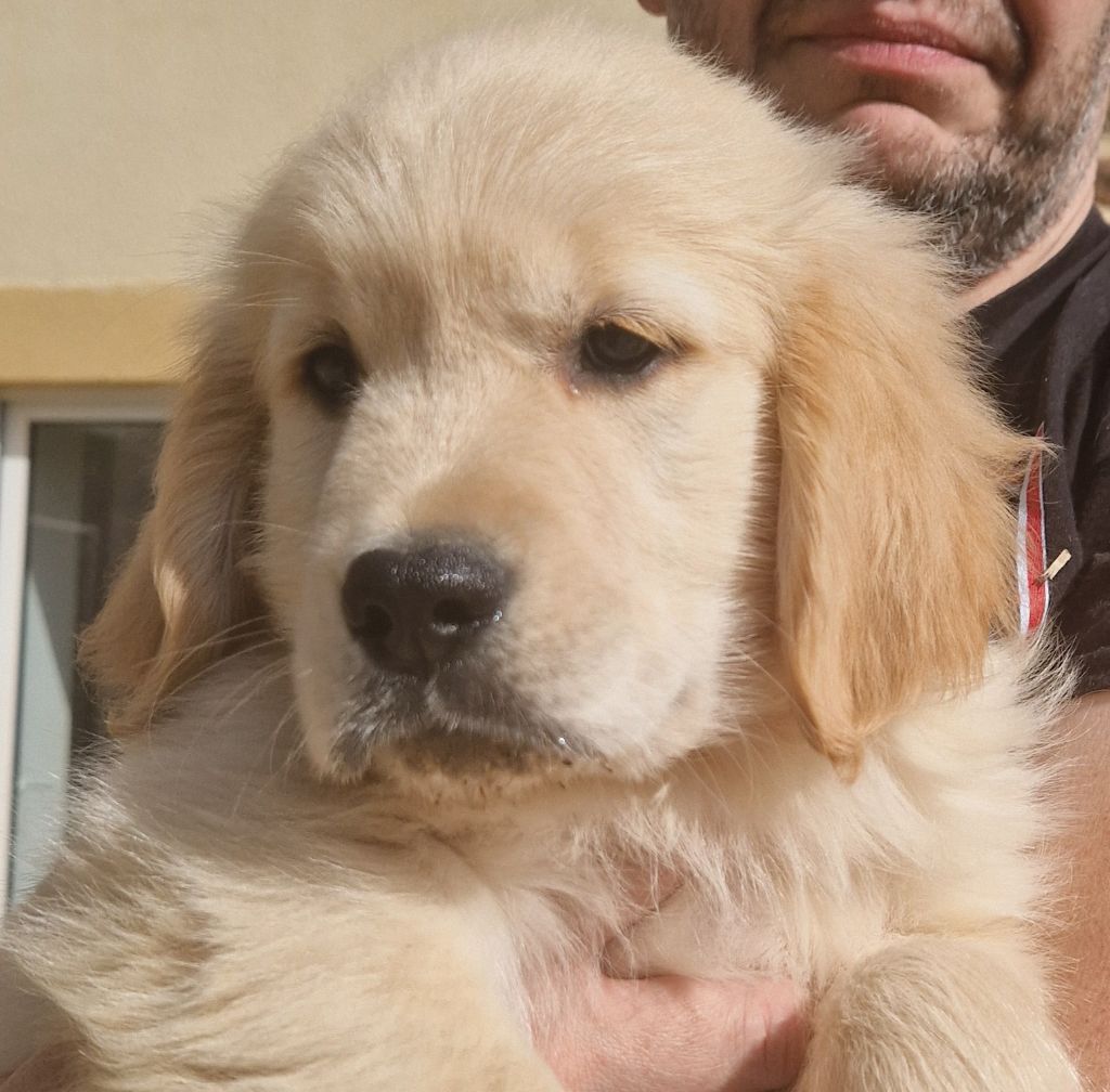 Des terres sacrees - Chiots disponibles - Golden Retriever
