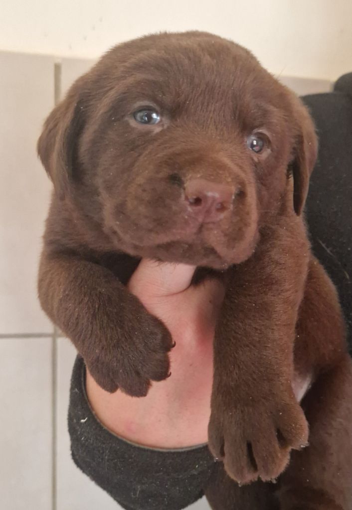 Des terres sacrees - Chiots disponibles - Labrador Retriever
